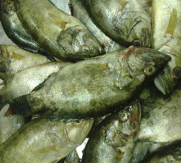 Meni Fish Block(500g)