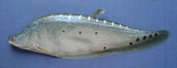 Kalibaush Fish Whole