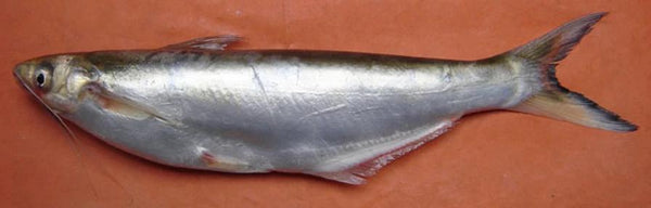 Basa Fish Fillet (Per lb)