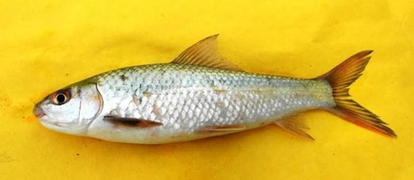 Bata Fish Block (500g)