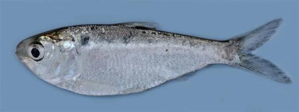 Chapila Fish Block (250g)