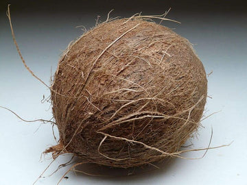 Brown Coconut (each)