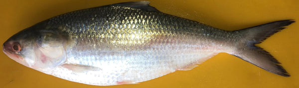 Hilsha Fish Head (Per piece)