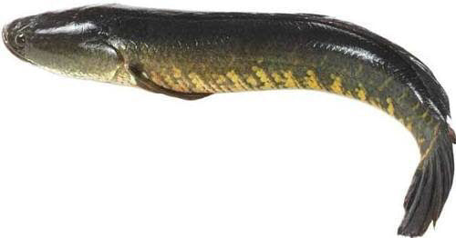 Shoil Fish Block (500 g)