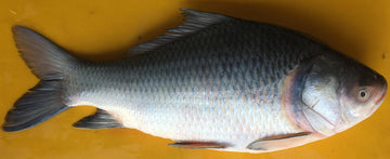 Katla Fish Whole