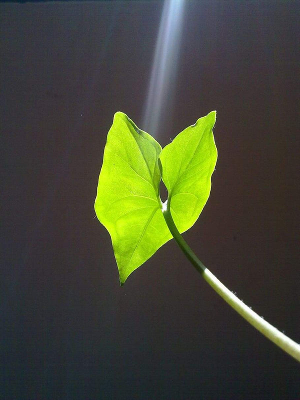 Taro Leaf