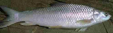 Mrigal Fish Block (500 g)