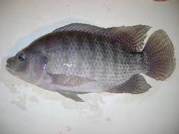Tilapia Fish Fillet (Per lb)