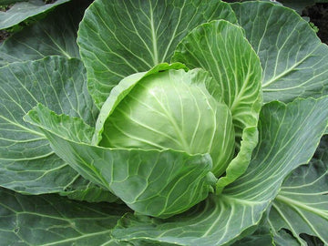 Green Cabbage 2.75 - 3 lbs